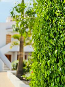 法纳贝海滩Garden City Private Apartment Costa Adeje的屋前绿叶的树 ⁇ 