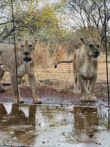 LephalaleSimba Safaris African Pride Exotic Lodge的两只狮子站在铁丝网后