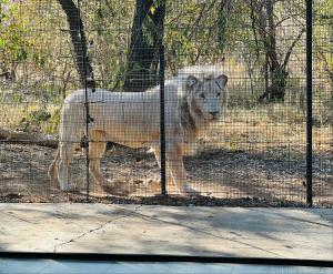 LephalaleSimba Safaris African Pride Exotic Lodge的一只白狼站在围栏后面