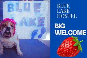 奥赫里德Blue Lake hostel的一只狗坐在红草莓旁边