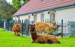SchmatzinAlpaka Ferienhaus Schmatzin的三个美洲驼站在围栏旁边的草丛中