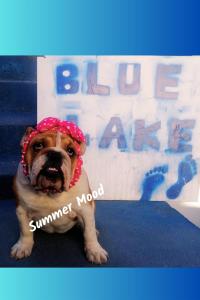 奥赫里德Blue Lake hostel的一只小狗坐在标志前