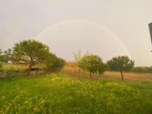 博兹贾阿达岛Vapori Otel的花树丛中的彩虹
