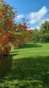 卡帕尔比奥Agriturismo Colleverde Capalbio的绿地中一棵红花树