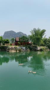 高平Lan'S Homestay Cao Bang Thac Ban Gioc Waterfalls的一群鸭子在水中,在房子前面