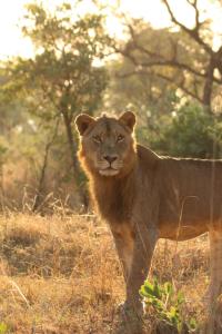 雾观Mdluli Safari Lodge的狮子站在草地上