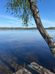 VerlaVerlan Satumaa的湖上一棵树和一个码头