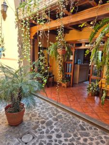 危地马拉安地瓜Hotel Casa Sofia的建筑里一束盆栽植物的房间