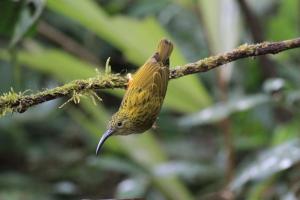 Rangbondoi - Birdwatching Included的树枝上的小鸟