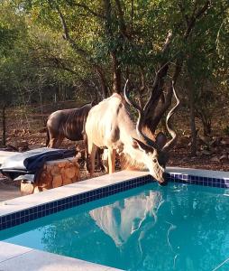 玛洛斯帕克Sonador Bush House的游泳池里带角子的奶牛