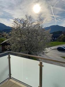 Neumarkt in SteiermarkFerienwohnung in Mariahof的阳台上的白色花朵树