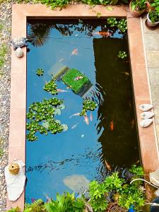 博卡拉Three Jewels Boutique Hotel的水中一个有房子的锦 ⁇ 池塘