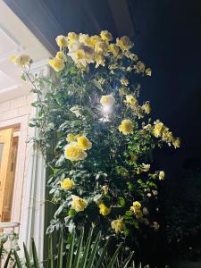 斯利那加Himalayan Sun Cottage的植物上一束黄色的花