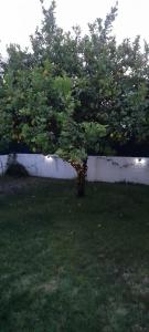 费尔南费罗Poolemonhouse的院子中间的橘子树