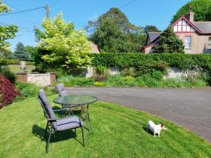 基尔代尔The Veterinary @ Kildare Village的一只猫站在草地上,坐在桌子和椅子旁边
