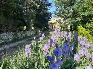 马藏Mas de "La Garcine"的花园里的一束紫色花