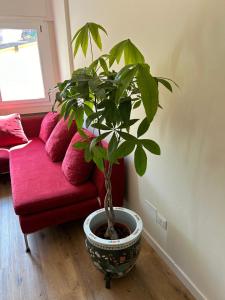 瓦伦纳Varenna Guest House的红沙发旁客厅里的盆栽植物