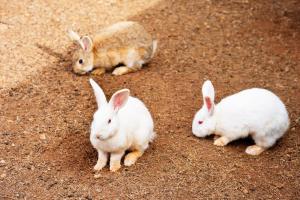 阿蒂巴亚Recanto Julubi Atibaia的三只兔子坐在泥土里