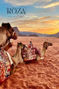瓦迪拉姆Rum Roza luxury camp的两只骆驼躺在沙漠的沙上