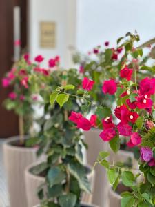奥巴曹洛克CasaBlanca vendégház的一组种有红花的盆栽植物