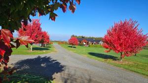 坎布里奇112 Rural View的一条有两棵树和红叶的道路