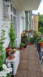 基辅Kyiv Jungle apartment的阳台上种植了植物和盆栽植物