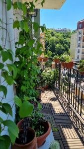 基辅Kyiv Jungle apartment的建筑里种植了盆栽植物的阳台