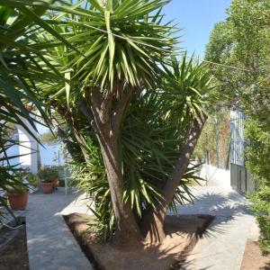 萨拉米斯Salamis Beachfront House的围栏旁花园中的棕榈树