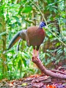 武吉拉旺Lucky Bamboo' Bungalows-Resto and OrangUtan Jungle Trekking Tours的鸟站在树枝上