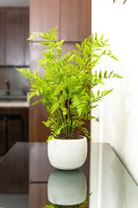 卡拉马Céntrico y vista insuperable的一张桌子上白色花瓶中的绿色植物