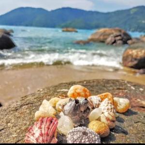 乌巴图巴Pousada Mar Suites的海滩上一块岩石上的一群贝壳