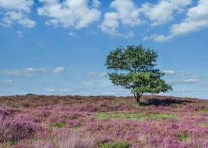 LauderThirlestane Woodland Lodges的紫色花丛中一棵树