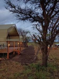 巴纳吉Green Garden Serengeti Luxury Tented Camp的田野里树的帐篷
