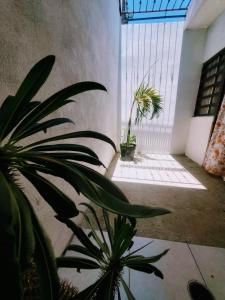 马萨特兰Departamento Pacífico的一间拥有两盆植物和大窗户的房间