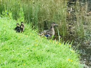 布兰斯福德Bransford Farm Fishery & B & B的三个鸭子坐在池塘旁的草地上