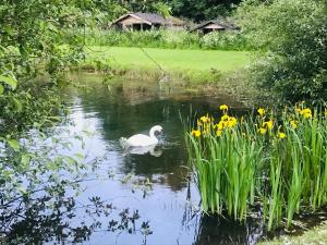 布兰斯福德Bransford Farm Fishery & B & B的在黄色花池中游泳的天鹅