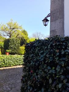布拉加Quinta da Maínha - Charming Houses的街灯旁的灌木丛