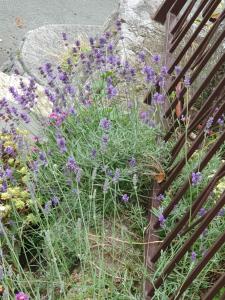 洛夫兰House Vali的围栏旁的一束紫色花