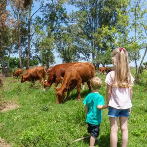 埃利萨镇Solar de Campo的看着田野牛的男孩和女孩