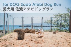 佐渡市A310to Dog MOREMOTTOさかさまドッグリゾート的一只狗在沙子里用玩具在嘴里跑