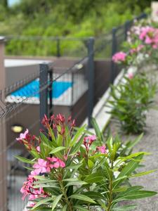 科托尔Residence Spa Apartments DUB的 ⁇ 前有粉红色花的植物