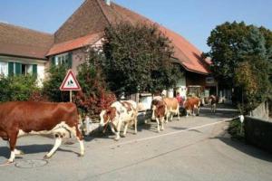 AttiswilStöckli - Hof zur Linde - Ferien auf dem Land - Ferien auf dem Bauernhof的一群牛在街上走