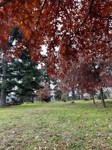 坎伯雷塔La Azotea cabañas & suites的公园里一群树木,有红叶