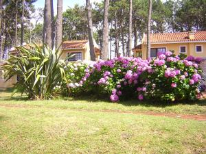 埃斯特角城Pino Dorado的一座房子前面的粉红色花丛