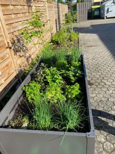汉诺威汉诺威梅斯梅迪亚酒店的一座种植了植物的凸起花园