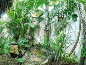拉斯特拉纳斯Dream Glamping Jungle Bohio的一座种有棕榈树和石墙的花园