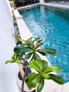 圣若瑟VILLA O'LHAYA piscine pivée的游泳池旁的植物