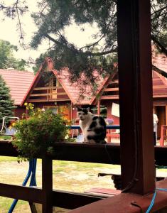 格但斯克卡门休闲中心酒店的坐在窗台上的房子前的猫