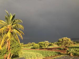 萨塔拉Ingawale farmhouse (agro tourism)的一片天空威胁的田野中的棕榈树