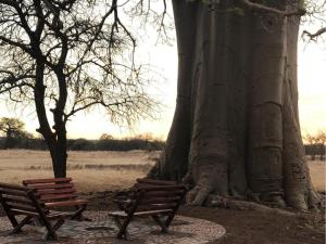 穆西纳Munati B&B的两把长椅坐在一棵大树旁边
